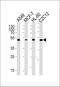 Arginine Vasopressin Receptor 1A antibody, MA5-18115, Invitrogen Antibodies, Western Blot image 