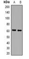 MIA SH3 Domain ER Export Factor 2 antibody, orb382666, Biorbyt, Western Blot image 