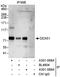 DEAD-Box Helicase 51 antibody, A301-088A, Bethyl Labs, Immunoprecipitation image 
