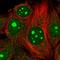 Mitochondrial Ribosomal Protein L4 antibody, HPA051261, Atlas Antibodies, Immunocytochemistry image 