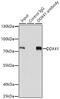 DEAD-Box Helicase 41 antibody, 22-325, ProSci, Immunoprecipitation image 
