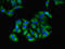 G Protein Subunit Gamma 4 antibody, LS-C375800, Lifespan Biosciences, Immunofluorescence image 