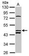 Flagellum Associated Containing Coiled-Coil Domains 1 antibody, GTX120076, GeneTex, Western Blot image 