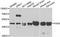 Paired Box 6 antibody, orb247905, Biorbyt, Western Blot image 