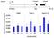 Histone Deacetylase 9 antibody, PA5-11245, Invitrogen Antibodies, Chromatin Immunoprecipitation image 