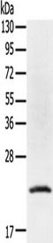 Tumor Protein P53 Inducible Protein 11 antibody, TA351835, Origene, Western Blot image 