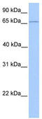Chloride Voltage-Gated Channel Ka antibody, TA338538, Origene, Western Blot image 