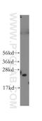 26S proteasome non-ATPase regulatory subunit 10 antibody, 12342-2-AP, Proteintech Group, Western Blot image 