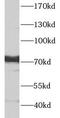 Prostaglandin G/H synthase 1 antibody, FNab01890, FineTest, Western Blot image 