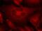 BCR Activator Of RhoGEF And GTPase antibody, 79-577, ProSci, Immunofluorescence image 
