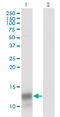 Platelet Factor 4 antibody, LS-C197880, Lifespan Biosciences, Western Blot image 