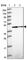 Zinc Finger Protein 852 antibody, HPA048312, Atlas Antibodies, Western Blot image 
