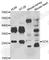 GC-A antibody, A7086, ABclonal Technology, Western Blot image 