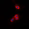Vav Guanine Nucleotide Exchange Factor 2 antibody, LS-C352980, Lifespan Biosciences, Immunofluorescence image 