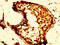 Opioid Receptor Mu 1 antibody, CSB-PA016361LA01HU, Cusabio, Immunohistochemistry frozen image 