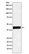 Creatine kinase B-type antibody, M01695, Boster Biological Technology, Western Blot image 