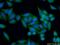 UDP-Galactose-4-Epimerase antibody, 14414-1-AP, Proteintech Group, Immunofluorescence image 