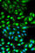 RHOC antibody, A1062, ABclonal Technology, Immunofluorescence image 
