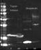 Streptavidin antibody, orb344715, Biorbyt, Western Blot image 