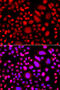 Protein Kinase AMP-Activated Non-Catalytic Subunit Gamma 3 antibody, 15-391, ProSci, Immunofluorescence image 