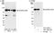 A-Kinase Anchoring Protein 8 Like antibody, A301-366A, Bethyl Labs, Immunoprecipitation image 