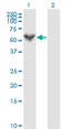 Perforin 1 antibody, LS-C197980, Lifespan Biosciences, Western Blot image 