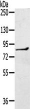 Ras GTPase-activating protein 2 antibody, TA351584, Origene, Western Blot image 