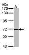 Cyclin T2 antibody, orb69757, Biorbyt, Western Blot image 