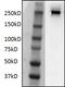 RNA Polymerase II Subunit A antibody, MA5-23510, Invitrogen Antibodies, Western Blot image 