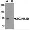 Zinc Finger CCCH-Type Containing 12D antibody, MBS150729, MyBioSource, Western Blot image 