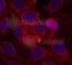 Kinase Insert Domain Receptor antibody, AP0382, ABclonal Technology, Immunofluorescence image 