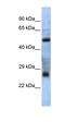 Testis Expressed 47 antibody, orb325999, Biorbyt, Western Blot image 