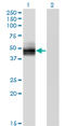 Solute Carrier Family 2 Member 4 antibody, LS-C139247, Lifespan Biosciences, Western Blot image 