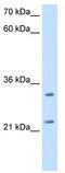 ES1 protein homolog, mitochondrial antibody, TA338921, Origene, Western Blot image 