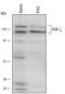 Diacylglycerol Kinase Zeta antibody, AF6099, R&D Systems, Western Blot image 