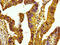 H12 antibody, LS-C670339, Lifespan Biosciences, Immunohistochemistry paraffin image 