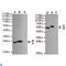 Hemagglutinin antibody, LS-C813286, Lifespan Biosciences, Western Blot image 