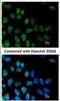 Zinc Finger Protein 281 antibody, NBP2-20984, Novus Biologicals, Immunocytochemistry image 