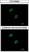 GA Binding Protein Transcription Factor Subunit Beta 1 antibody, GTX103464, GeneTex, Immunofluorescence image 