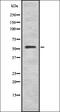 Zinc finger protein ZIC 1 antibody, orb337564, Biorbyt, Western Blot image 