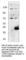 NSF Attachment Protein Alpha antibody, SNAP-101AP, FabGennix, Western Blot image 