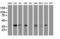 Jun Proto-Oncogene, AP-1 Transcription Factor Subunit antibody, LS-C175383, Lifespan Biosciences, Western Blot image 