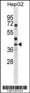 Protein Wnt-6 antibody, 58-564, ProSci, Western Blot image 