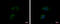 Inturned Planar Cell Polarity Protein antibody, GTX120239, GeneTex, Immunofluorescence image 