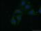 Calcium-dependent secretion activator 1 antibody, 11490-2-AP, Proteintech Group, Immunofluorescence image 