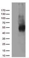 BB1 antibody, TA812242, Origene, Western Blot image 