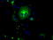 Nucleotide exchange factor SIL1 antibody, TA500996, Origene, Immunofluorescence image 