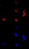 JMJ antibody, MAB6090, R&D Systems, Immunofluorescence image 