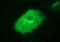 Junctophilin 2 antibody, M06785, Boster Biological Technology, Immunofluorescence image 
