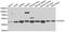 Dihydroorotate dehydrogenase, mitochondrial antibody, abx006851, Abbexa, Western Blot image 